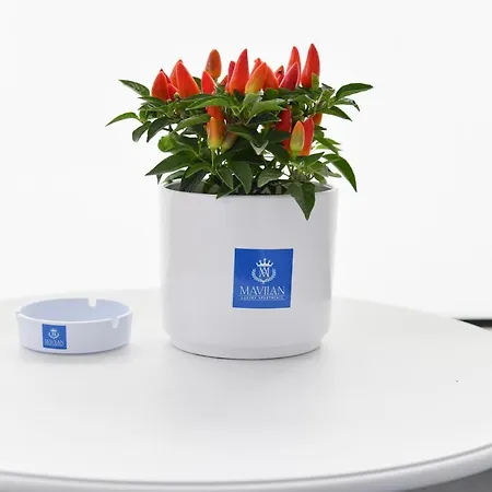 Mavilan Luxury * Ísquia